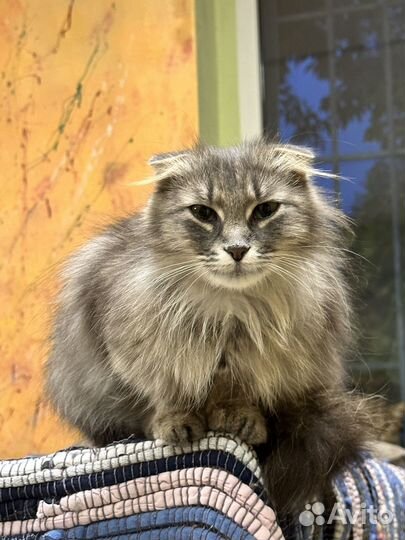 Котики из приюта в добрые руки