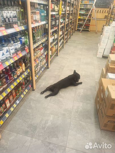 Французский бульдог кобель вязка