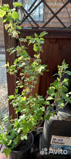 Гортензия древовидная(белая) отростки