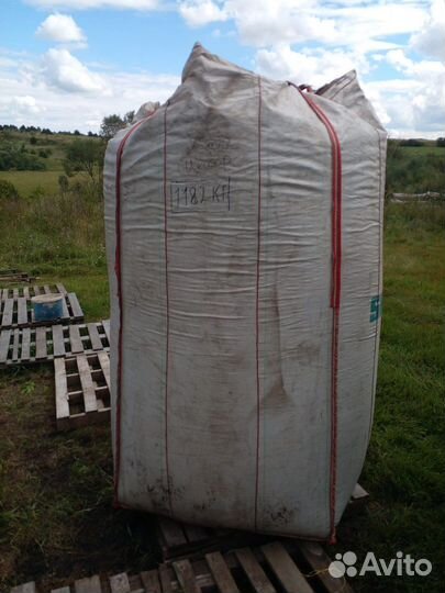 Ячмень, пшеница