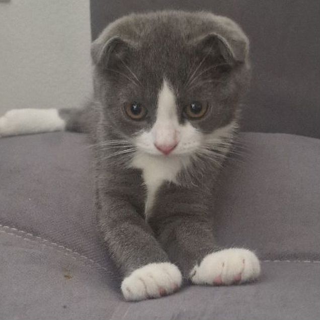 Шотландский вислоухий короткошёрстный котёнок
