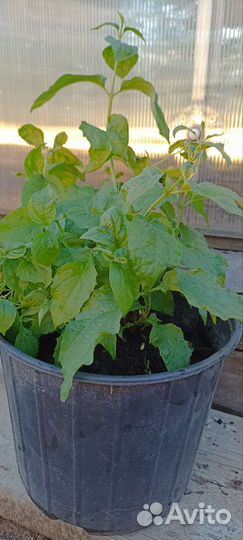 Жасмин чубушник