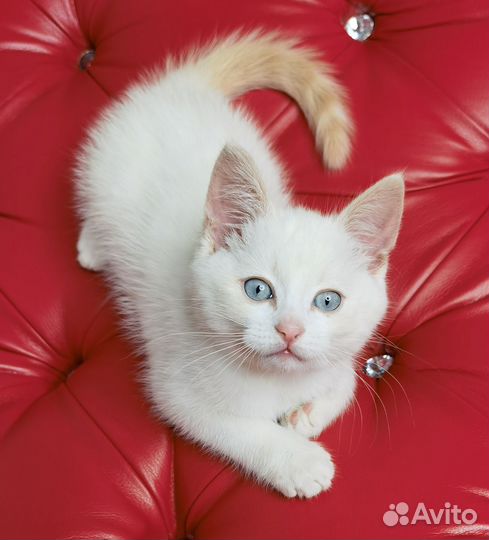 Котенок в добрые руки