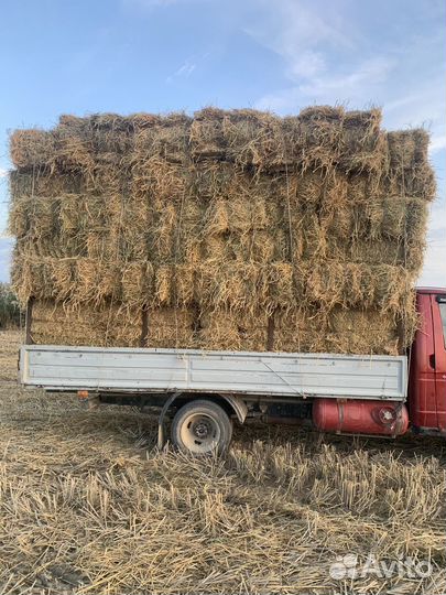 Солома рисовая с зеленью