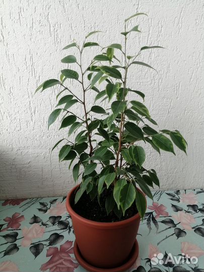 Фикус Бенджамина