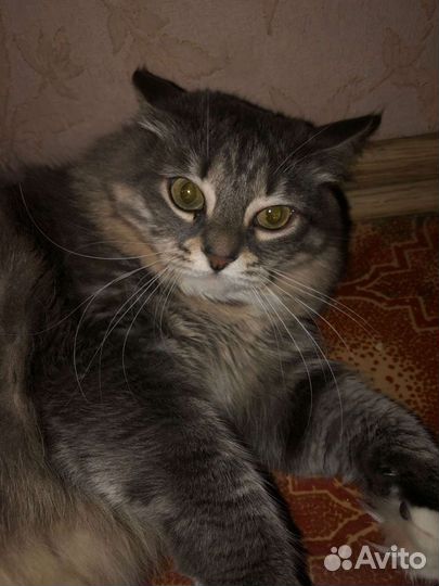 Кися в добрые руки