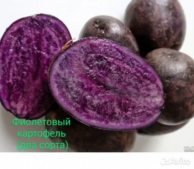 Фиолетовый картофель
