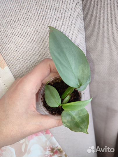 Диффенбахия и не только