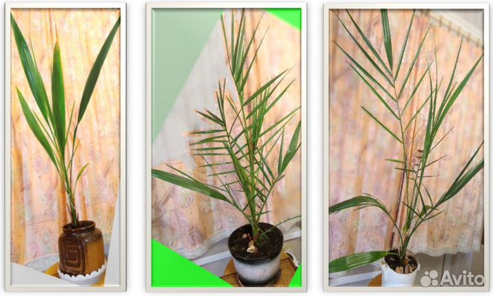 Домашние растения. Инструмент ухода и полива