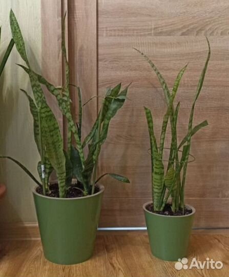 Сансевиерия (щучий хвост)