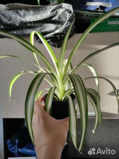 Хлорофитум