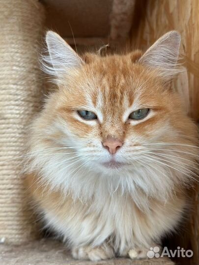 Красотка киска Голди из приюта ищет дом