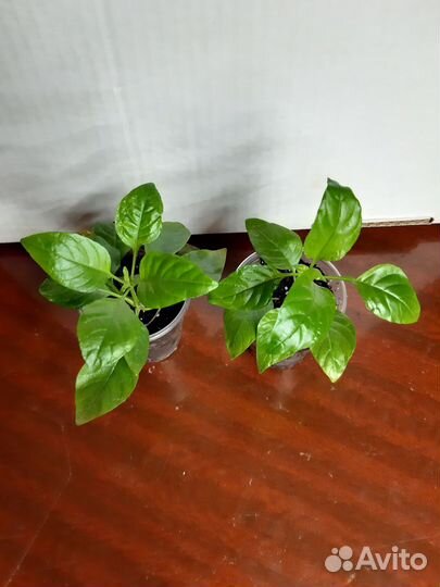 Кроссандра