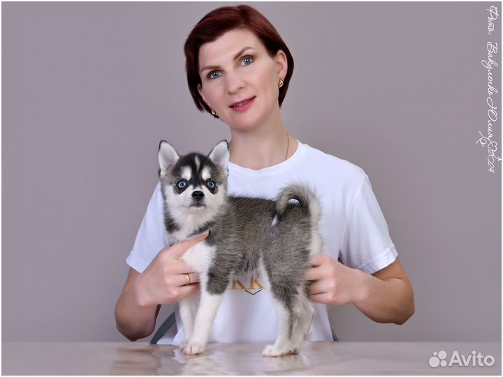 Помски микро хаски щенки