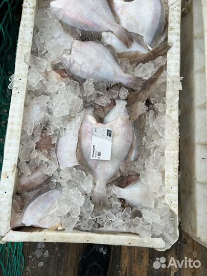 Камбала-ерш с/м