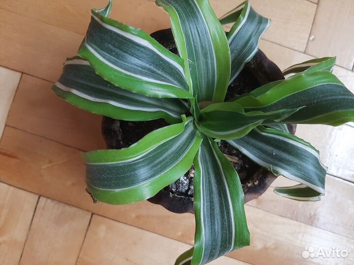 Пальма драцена