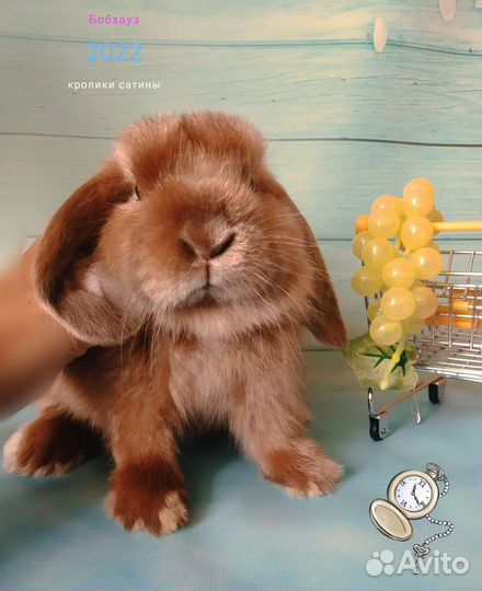 Крольчата Satin супер порода