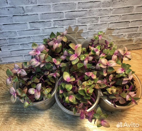 Каллизия (5 сортов) Розовая пантера комнатные цвет
