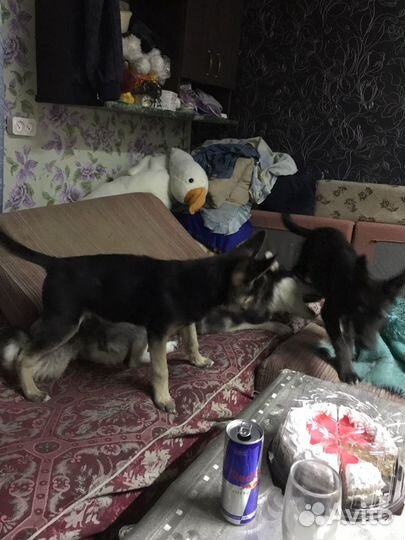 Хаски в добрые руки