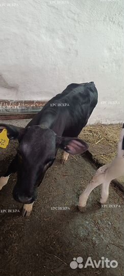 Бычки, телки