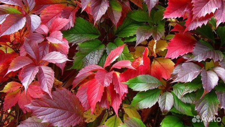 Девичий виноград саженцы