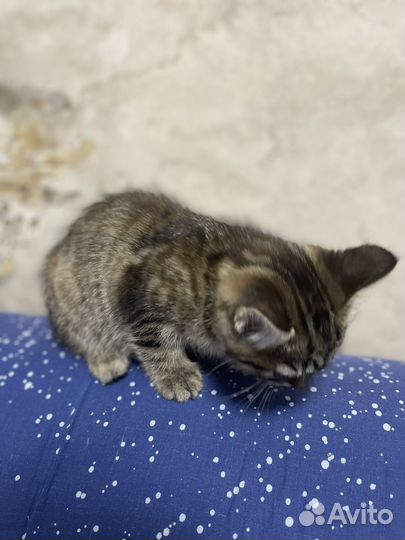 Шотландская кошечка