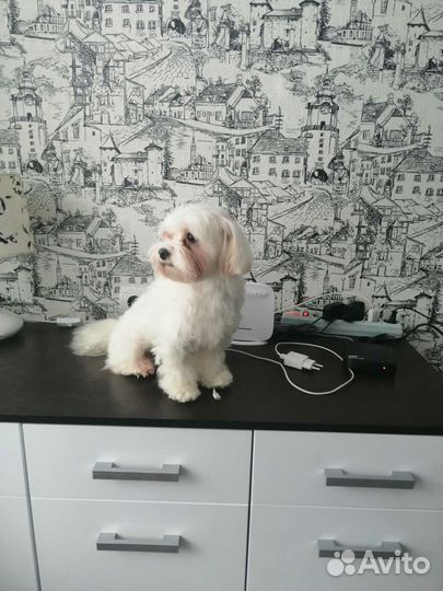 Мальтезе вязка