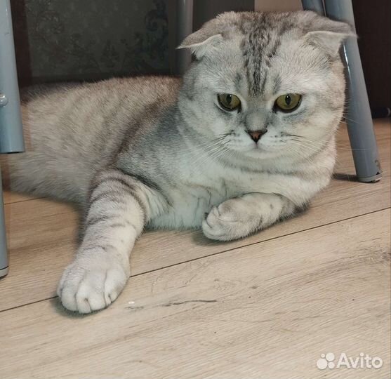 Британский кот вязка