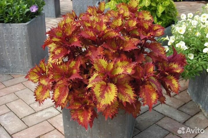 Колеусы вегетативные