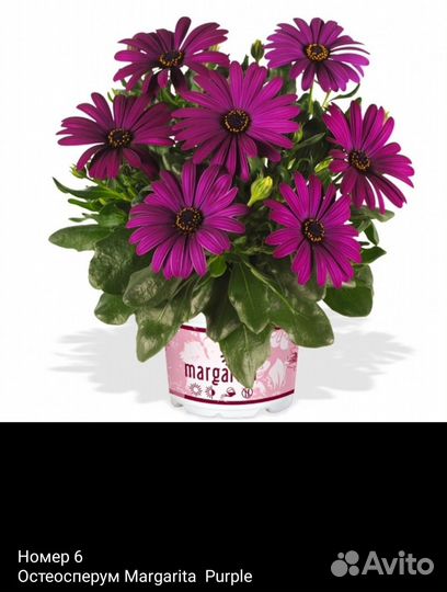 Остеоспермум рассада