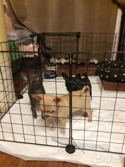 Девчушки озорницы