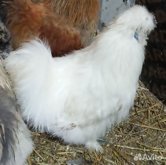 Петухи порода Китайская шелковая стандарт