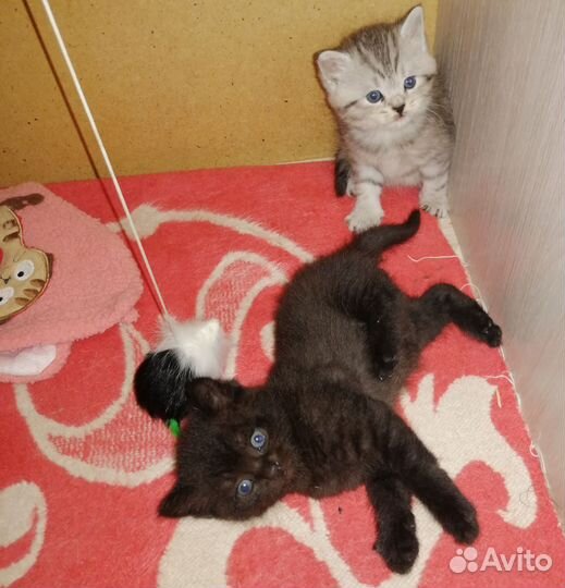 Шотландские котята