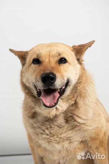 Небольшая собака в добрые руки