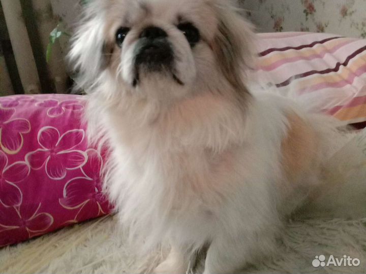 Императорский пекинес