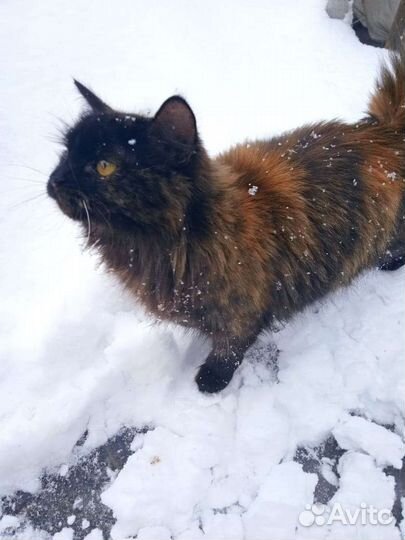 Кошечка в добрые руки