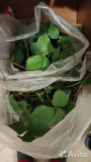 Рассада клубники