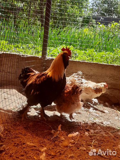 Фавероль семья