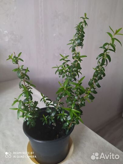 Комнатные растения