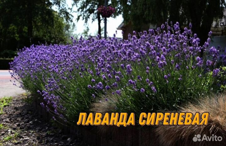 Кустарники яснотковые