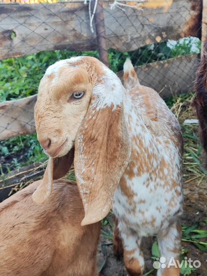 Козочки и козлик нубо-битал %(beetal)