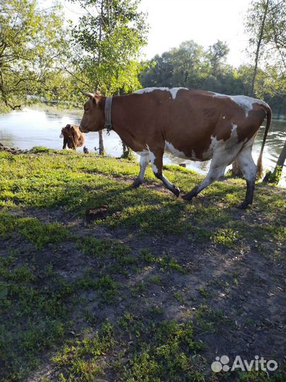 Корова высокоудойная