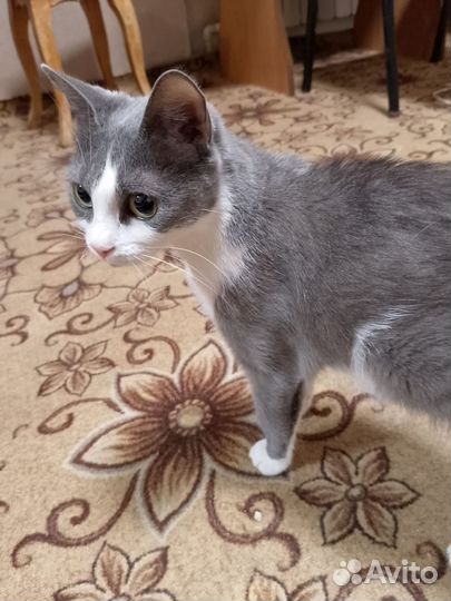Кошка в дар бесплатно