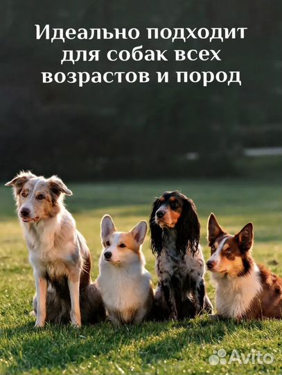 Шампунь для собак
