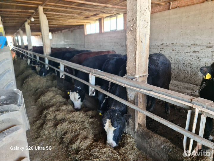 Быки на мясо живым весом