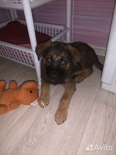 Собаки бесплатно в добрые руки щенки