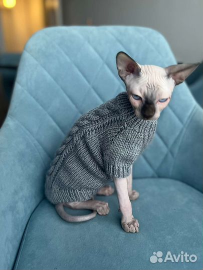 Одежда, кофта, свитер для сфинкса, собак, котов