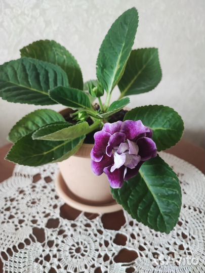 Глоксиния цветущая