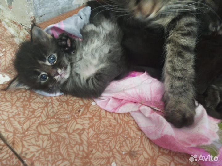 Котята мейн-кун