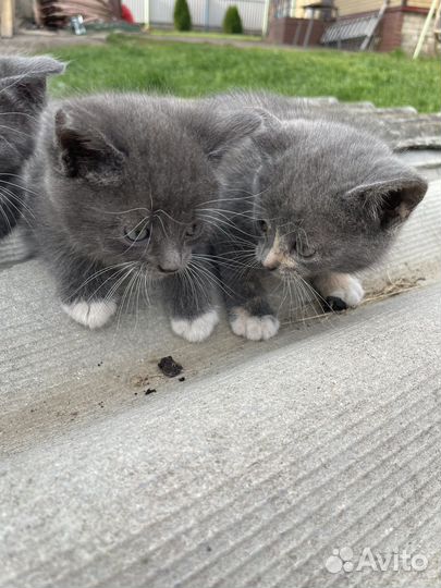 Котята в добрые руки
